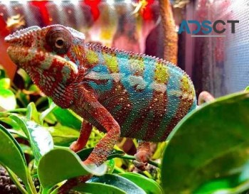 Healthy chameleons, iguanas and turtles