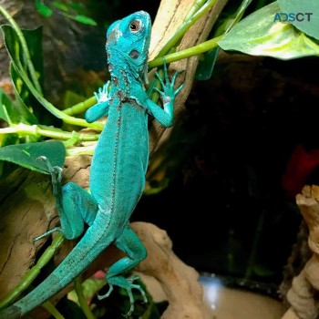Healthy chameleons, iguanas and turtles