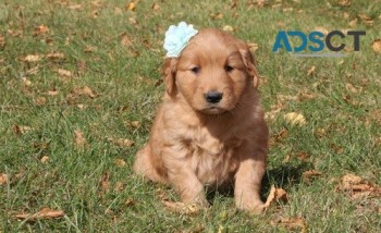 golden retriever puppies for sale