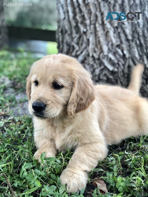 golden retriever puppies for sale