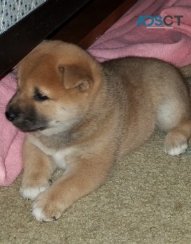 Charming Shiba Inu puppies