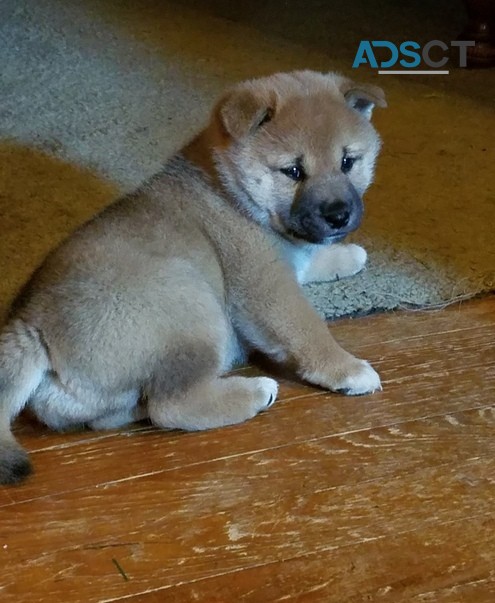 Charming Shiba Inu puppies