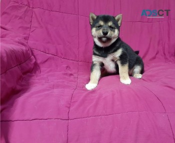 Shiba Inu puppies