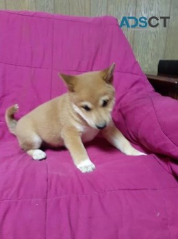 Registered Shiba Inu puppies ready