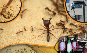Ants Control Melbourne