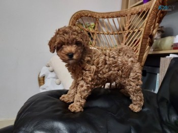 Toy poodle puppies for sale