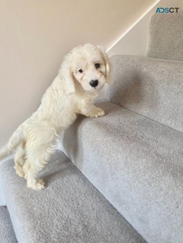 Cockapoo Puppies for sale 