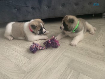 Akita Puppies for sale