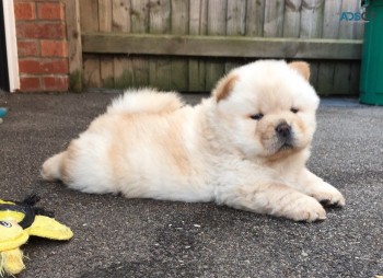Chow Chow puppies for sale