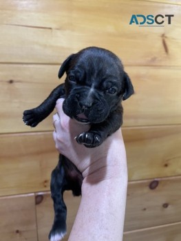 Boxer puppies ready for sale