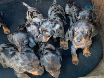 Miniature dachshund puppies
