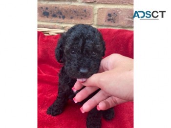 Toy Poodle For sale