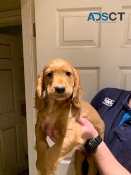 Male and female Cocker spaniel puppies