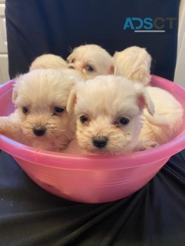 Maltese puppies for sale
