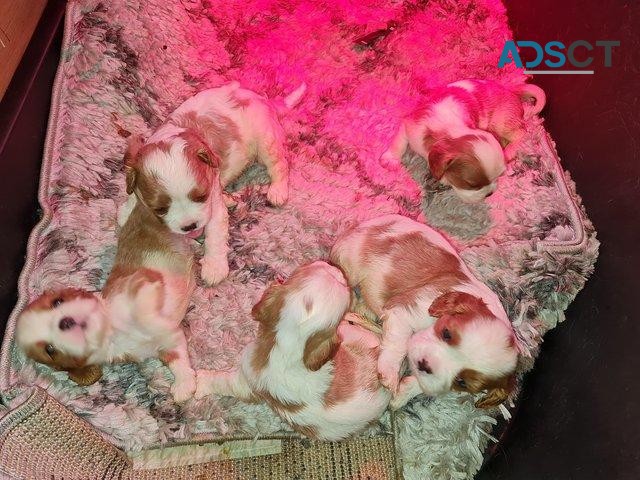 Cavalier King Charles Spaniel Puppies