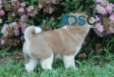 Shiba Inu puppies for sale