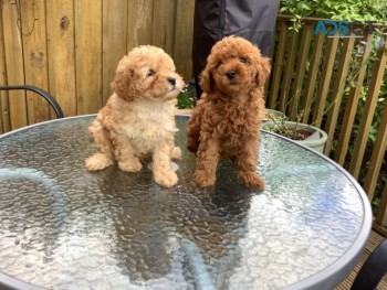 Toy Poodle pups for sale