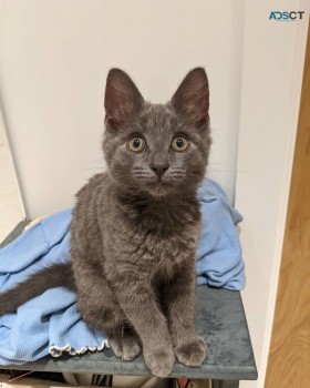 Turkish Angora Kittens, male and females