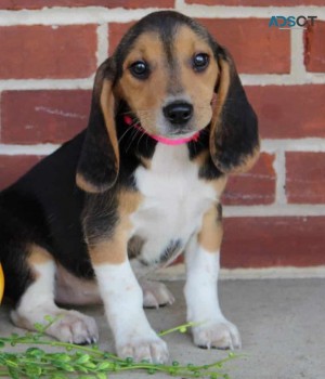 Beagle(Michaeljoanne67@gmail.com)
