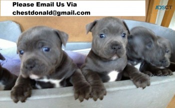 Stunning Blue Staffy for Sale