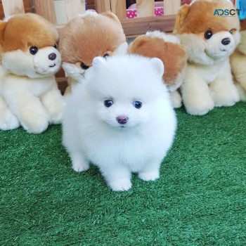 White Pomeranian  puppies for sale