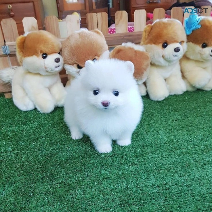 White Pomeranian  puppies for sale