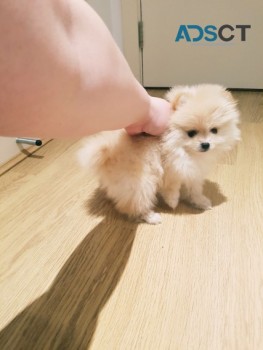 Pom E-mail: smithliam3333@gmail.com 