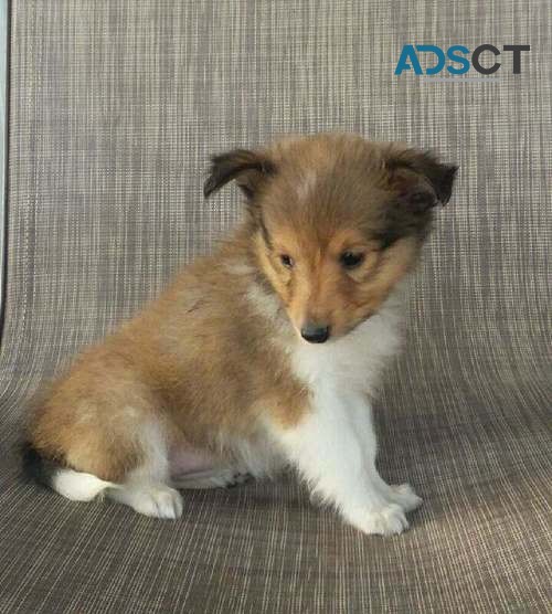 Cute Shetland Sheepdog Pups for sale