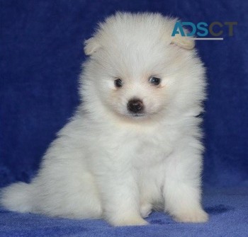 Pom(Michaeljoanne67@gmail.com)