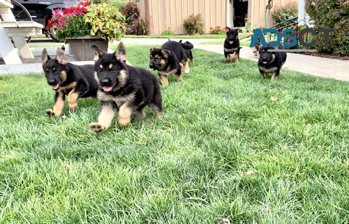 Quality German Shepherd pups for sale