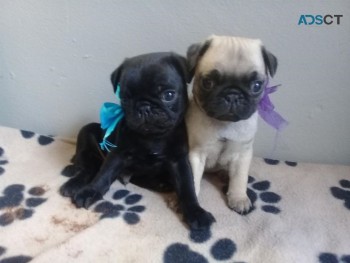 Pug Puppies for adoption 