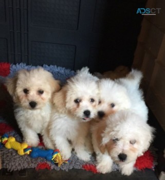 Bichon Frise Puppies available