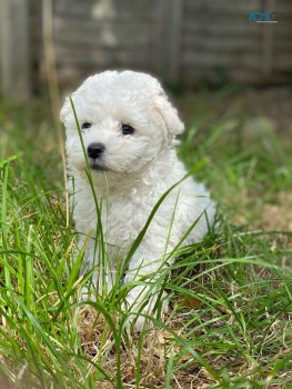 Bichon Frise puppies for sale 