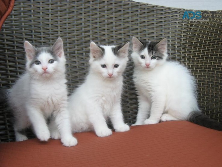 Turkish Van Kittens For Sale