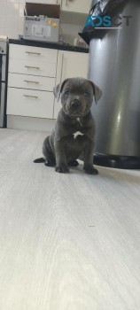Blue English Staffy puppies for sale