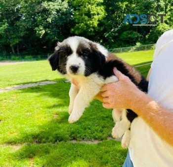 Border Collie puppies for sale