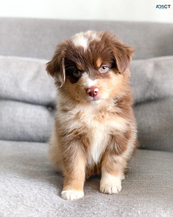 Quality Australian shepherd puppies 