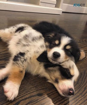 Australian shepherd puppies for sale  pu