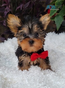Lovely Yorkshire Terrier pups for sale