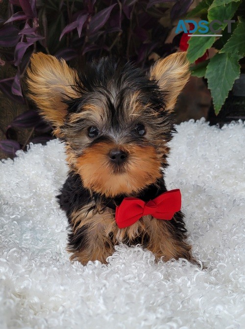 Lovely Yorkshire Terrier pups for sale