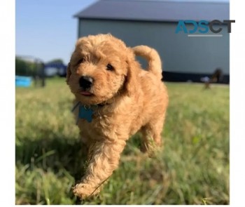 Labradoodle puppies for sale