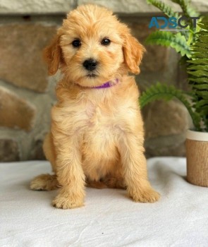 Labradoodle puppies for sale