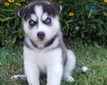 Siberian husky puppies for sale