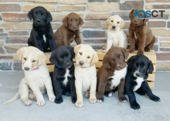 Labrador Retriever puppies for  sale