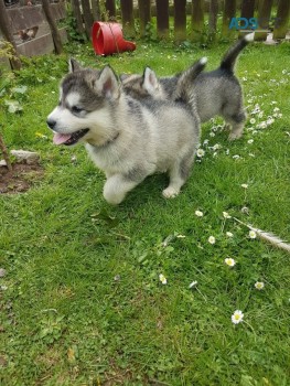 Alaskan Malamute Puppies For sale
