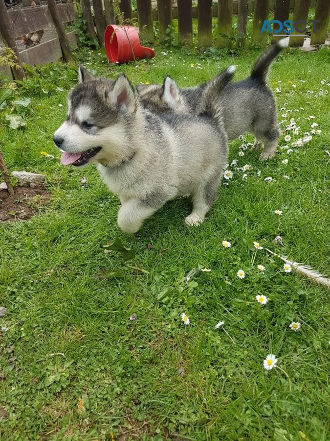 Alaskan Malamute Puppies For sale