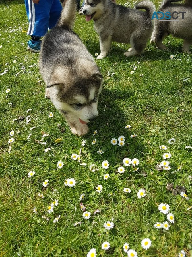 Alaskan Malamute Puppies For sale