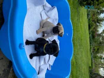 male and female Pug Puppies for sale