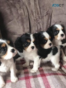 Cavalier King Charles Spaniel Puppies