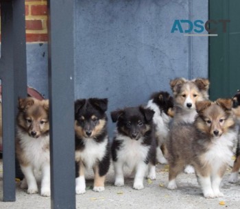Excellent Shetland Sheepdog Puppies for 